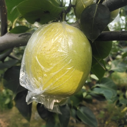 阳信县阳信县皇冠梨