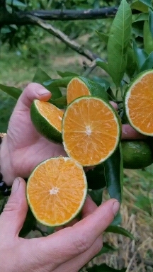 资阳四川蜜橘宋二娃