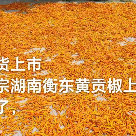 黄贡椒 湖南省衡东县24年三樟黄贡椒，产地直发