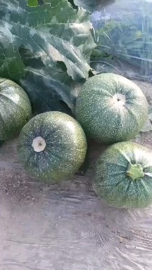 自家产西葫芦  菜农自产，没有任何中间商，现场采摘装货