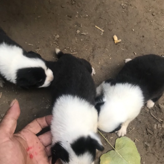 宿州边牧，边境牧羊犬