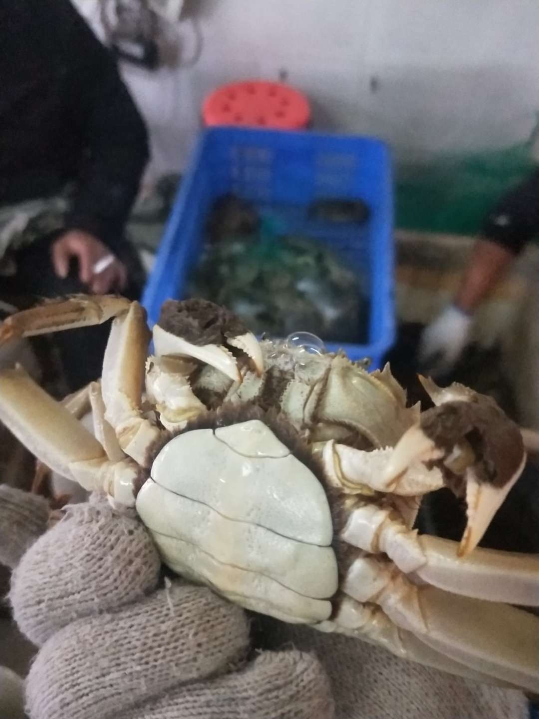 洪湖市湖北洪湖清水 大闸蟹 青壳白底 规格齐全 支持混批 塘口直供