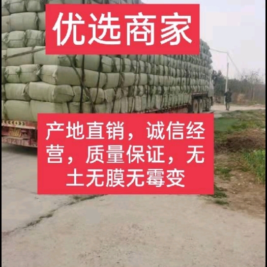 枣阳市花生秧