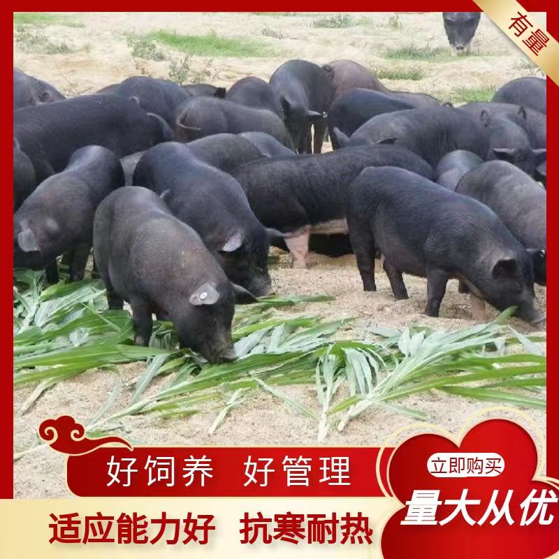 嘉祥县藏香猪全身黑色，散养圈养都可以，适合农村人养殖。