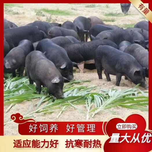 藏香猪全身黑色，散养圈养都可以，适合农村人养殖。