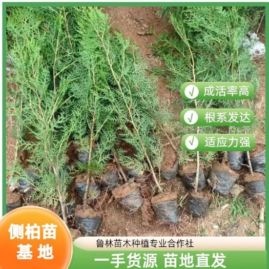 莒南县80公分侧柏 50公分侧柏 1米侧柏精品 产地直销 物美价廉