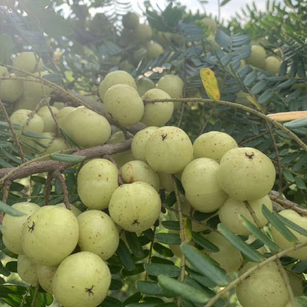 新鲜采摘青油甘果余甘果牛甘果滇橄榄当季油柑酸水果余甘子一件