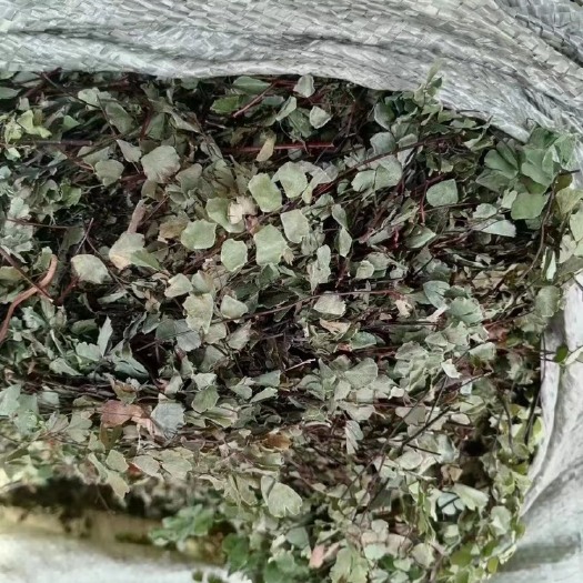 剑阁县猪鬃草，猪鬃草，有需要的个人厂家欢迎咨询，谢谢大家的支持