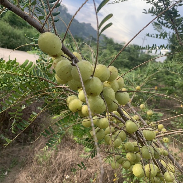 新鲜采摘青油甘果余甘果牛甘果滇橄榄当季油柑酸水果余甘子一件