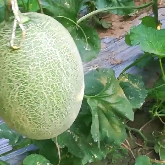 邯郸个大色好甜度高，欢迎客商收购