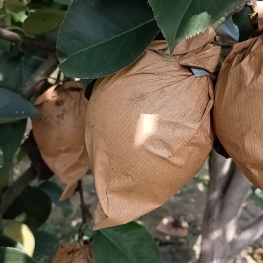 威县皇冠梨大量现货纸袋邢台威县梨园屯