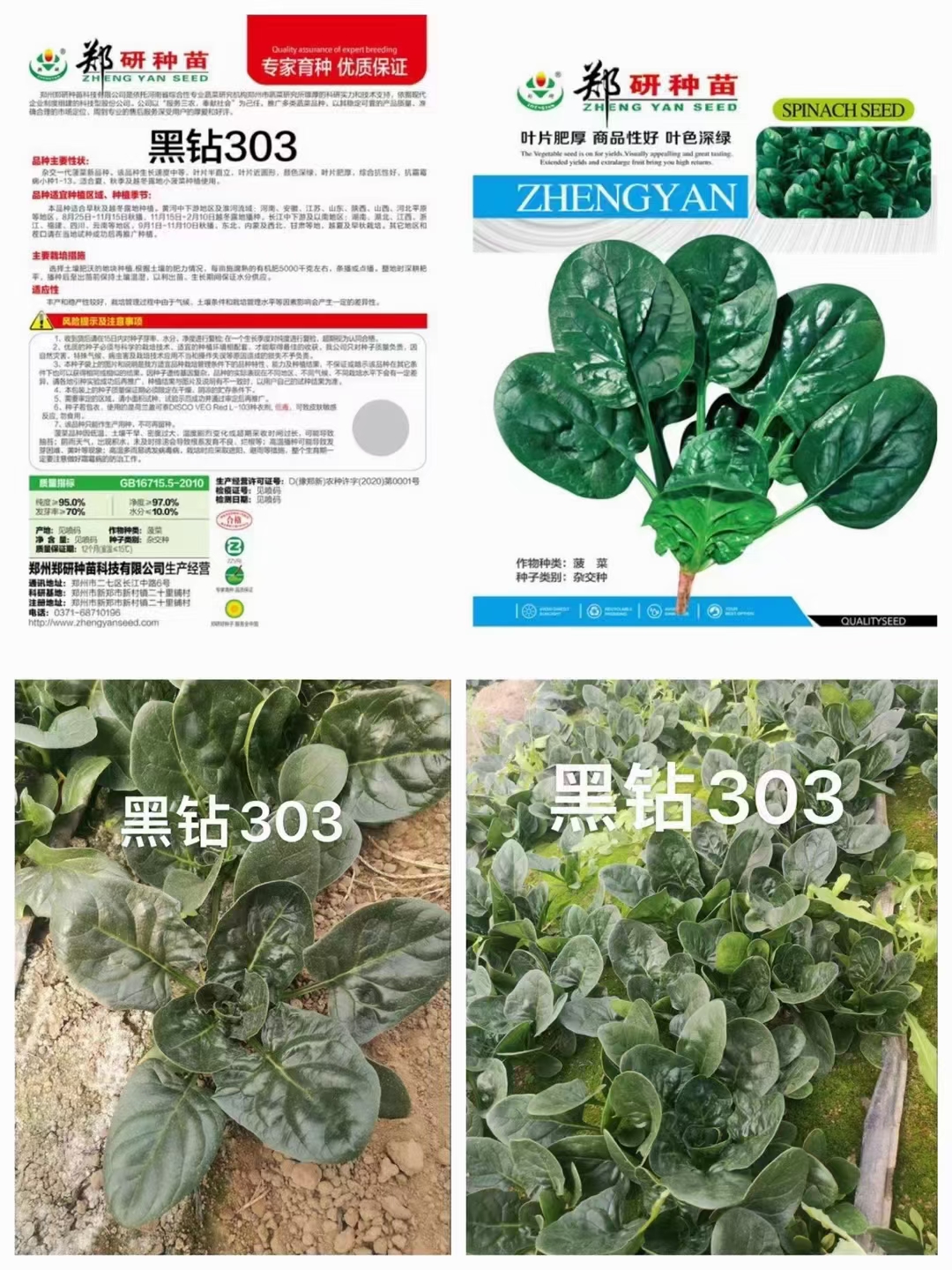 郑研黑钻505菠菜种子半直立型近圆叶叶色深叶片亮早秋越冬种植