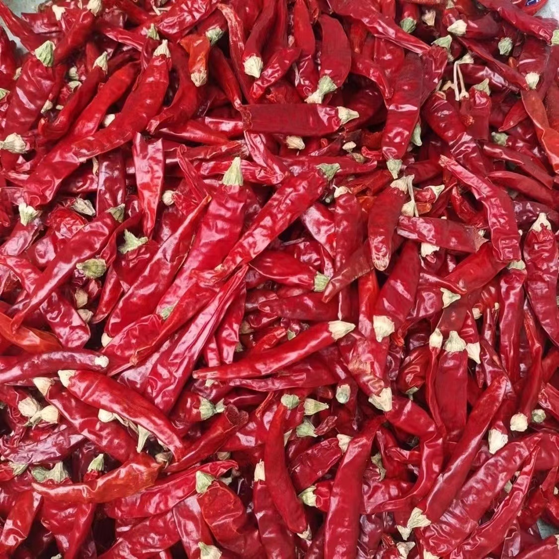 2023河南高辣香辣829精品新货大量批发代收