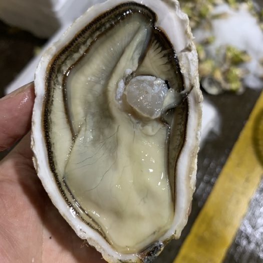 厦门福建三倍体生蚝，肉肥有量价优，可开半壳提前报备