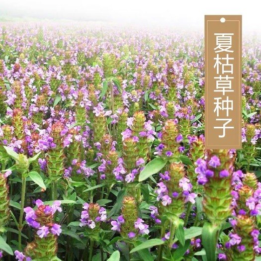安国市夏枯草种子 批发零售夏枯球籽 精选发芽率高 种植简单好管理