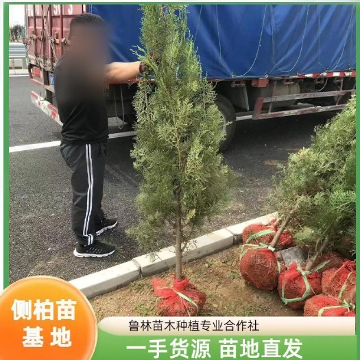 窄冠侧柏 侧柏 2.5米侧柏土球苗 柏树 侧柏树 一手货源