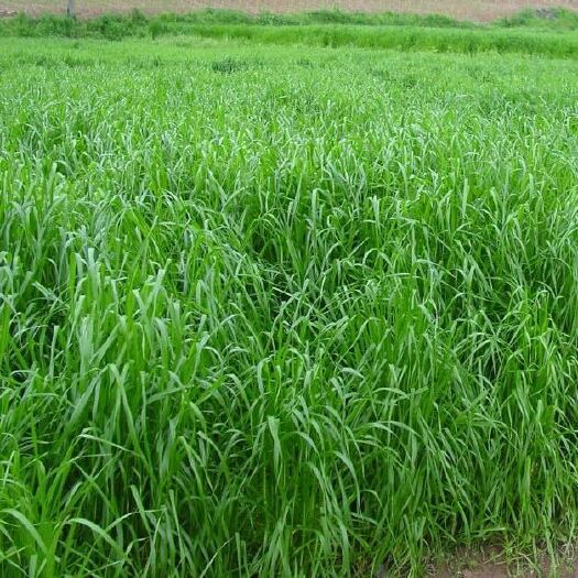 沭阳县牧草种子多年生黑麦草四季种植养牛羊鸡鸭鱼鹅兔耐寒草籽