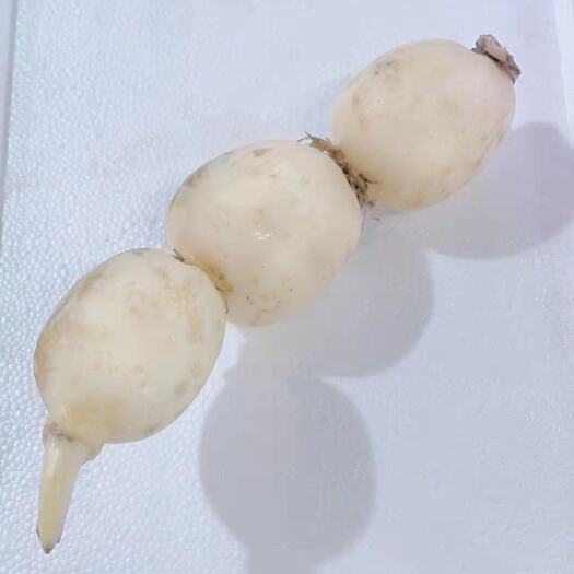 遂宁藕