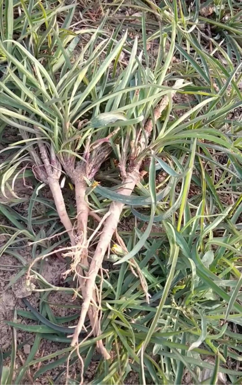 柴胡种子 纯新三岛柴胡北柴胡黑柴胡红柴胡种子 种植简单好管理
