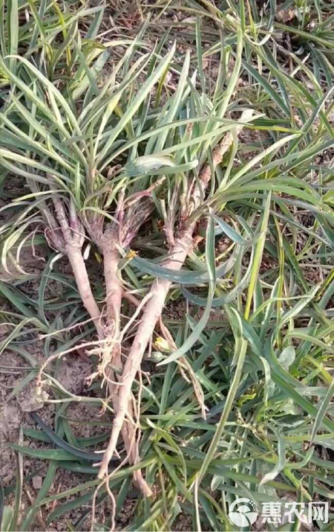 柴胡种子 纯新三岛柴胡北柴胡黑柴胡红柴胡种子 种植简单好管理