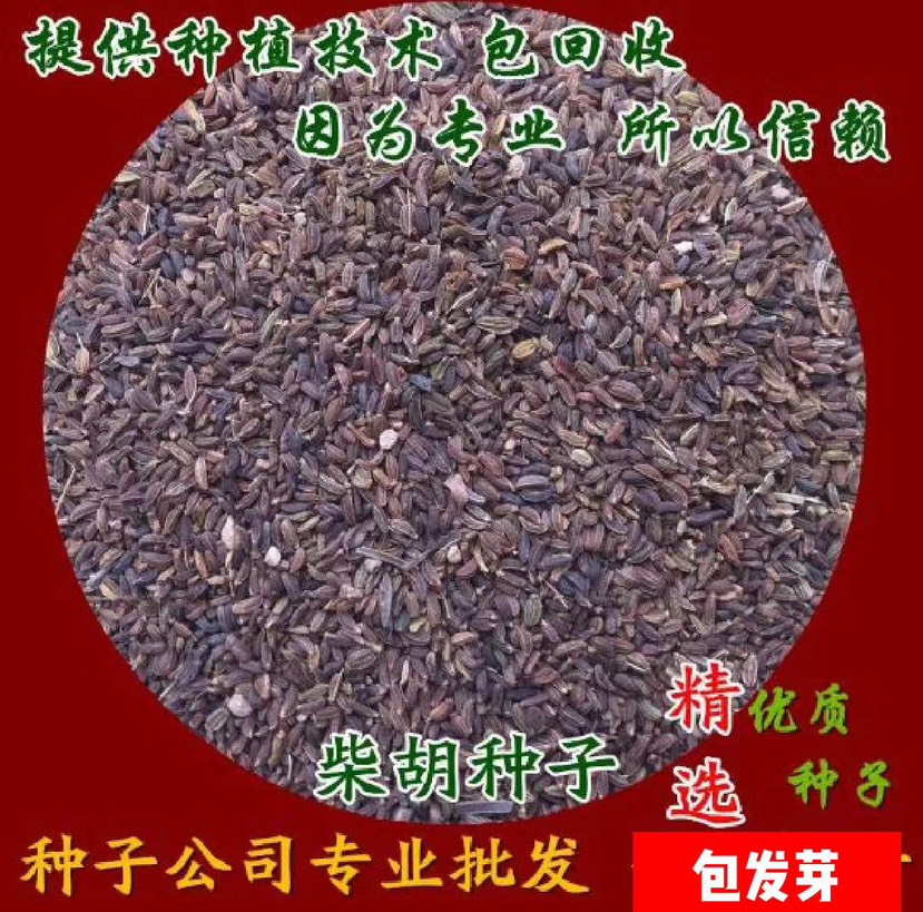 柴胡种子 纯新三岛柴胡北柴胡黑柴胡红柴胡种子 种植简单好管理