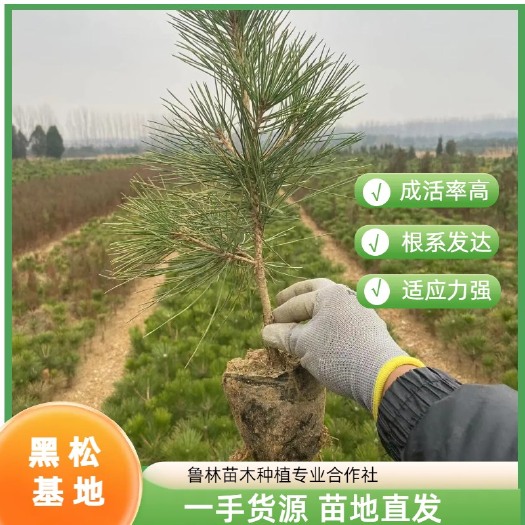 莒南县黑松苗 苗地直发  现挖