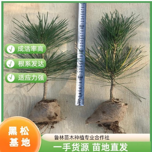 黑松 黑松苗 40公分黑松 30公分黑松  50公分黑松