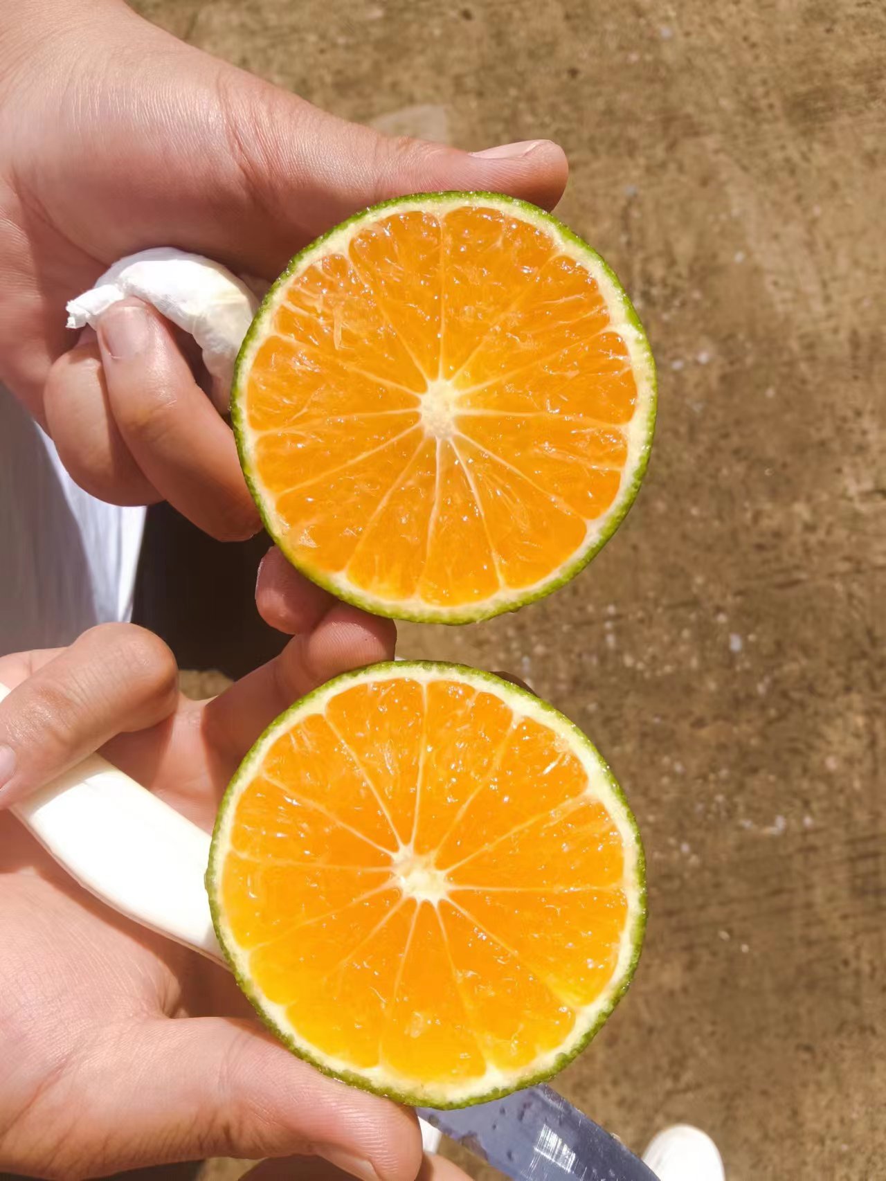 资阳特早蜜橘电商货市场果大量上市