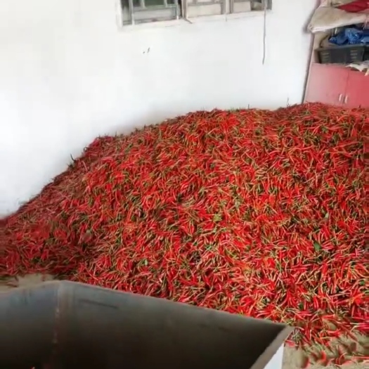 夏邑县小米椒