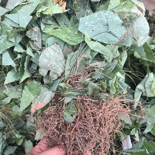 剑阁县淫羊霍，广元淫羊霍，无根带根都有货，纯含量达标，欢迎