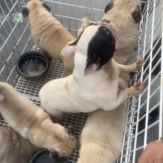 宿州法斗，八格犬