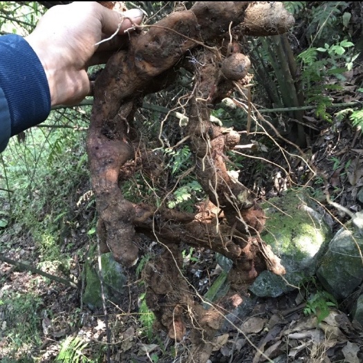 中山市绵萆薢鲜货