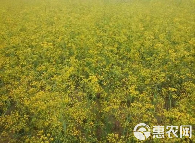 柴胡种子 纯新三岛柴胡北柴胡黑柴胡红柴胡种子 种植简单好管理