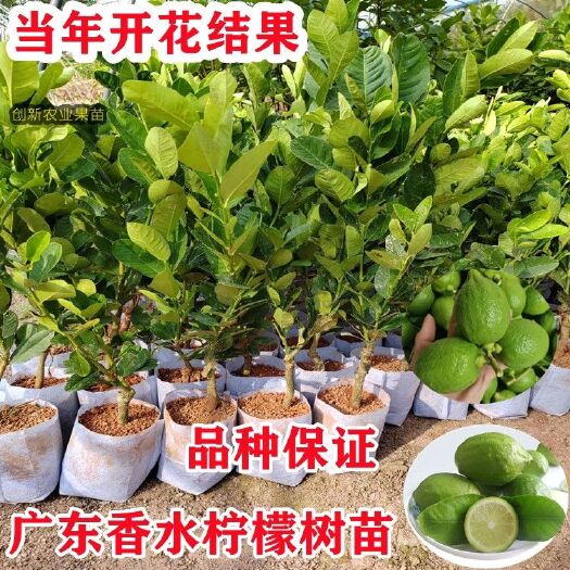 北流市广东香水柠檬香水柠檬四季香水柠檬树苗嫁接果苗广东无籽