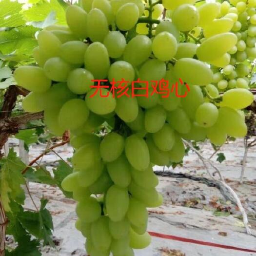 卢龙县白葡萄干，无核白鸡心！青提！