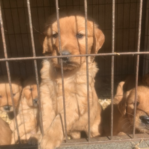 金毛犬
