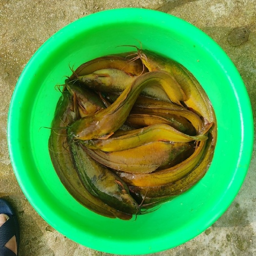 博白县杂交三黄塘角鱼，一万斤三两到五两。货源地广西玉林，