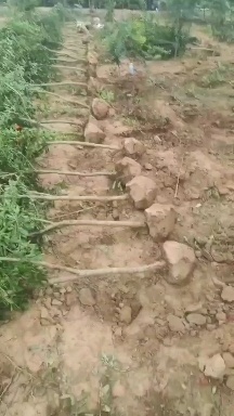 武陟县大红袍石榴苗