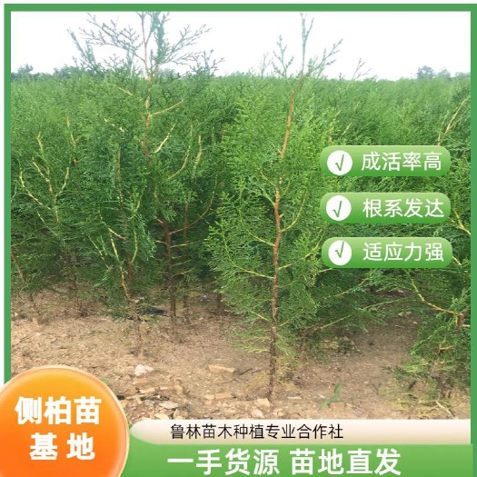 莒南县侧柏苗