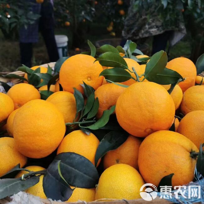 热销爱媛果冻橙.果园看货装货薄皮多汁，对接电商市场，货源充足