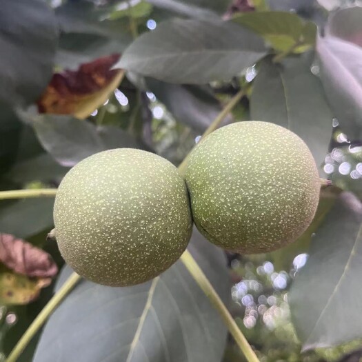 茂县毛货核桃