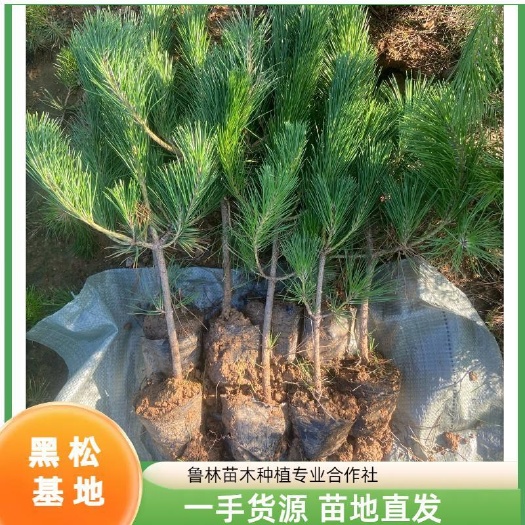 黑松 松树 黑松苗 1米黑松50公分黑松 80公分黑松
