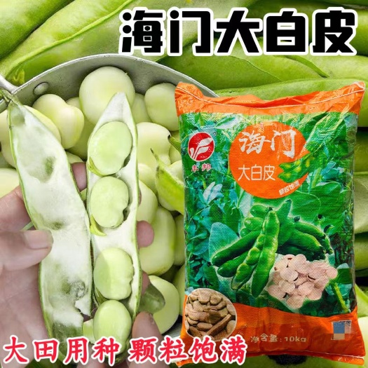 GPD登记品种蚕豆种子精选大颗粒白皮蚕豆海门大白皮蚕豆种子