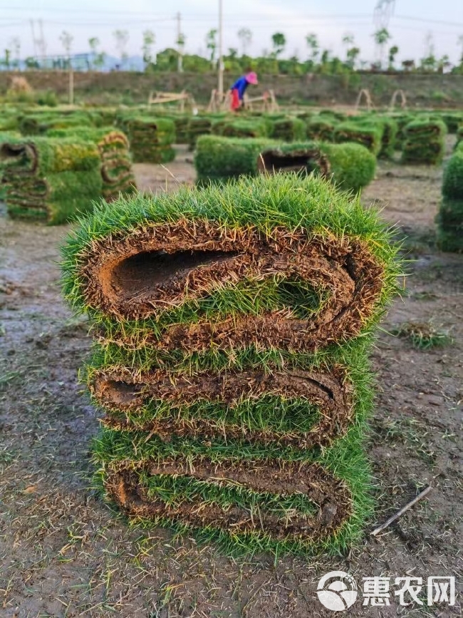 马尼拉草皮