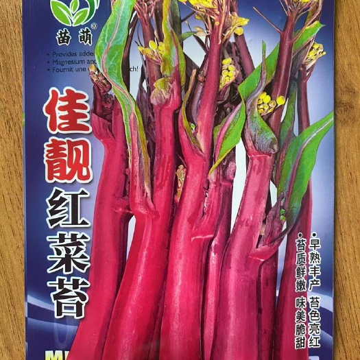 红菜苔种子十月红菜苔蔬菜种子籽菜苔菜心菜籽种子