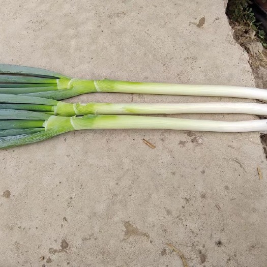 武威甘肃铁杆大葱