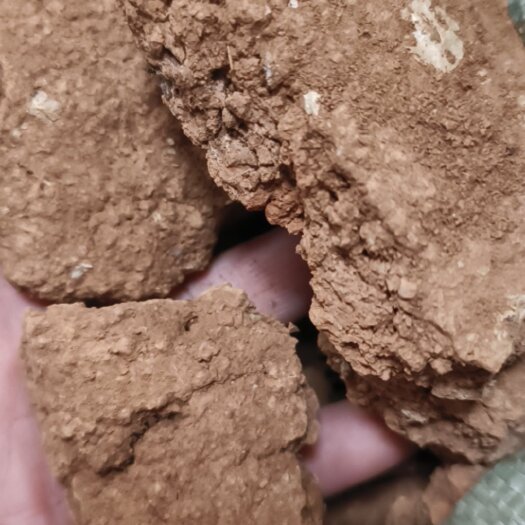 亳州芜荑包邮中药材 臭芜荑 干货一手货源 量大从优 产地直销