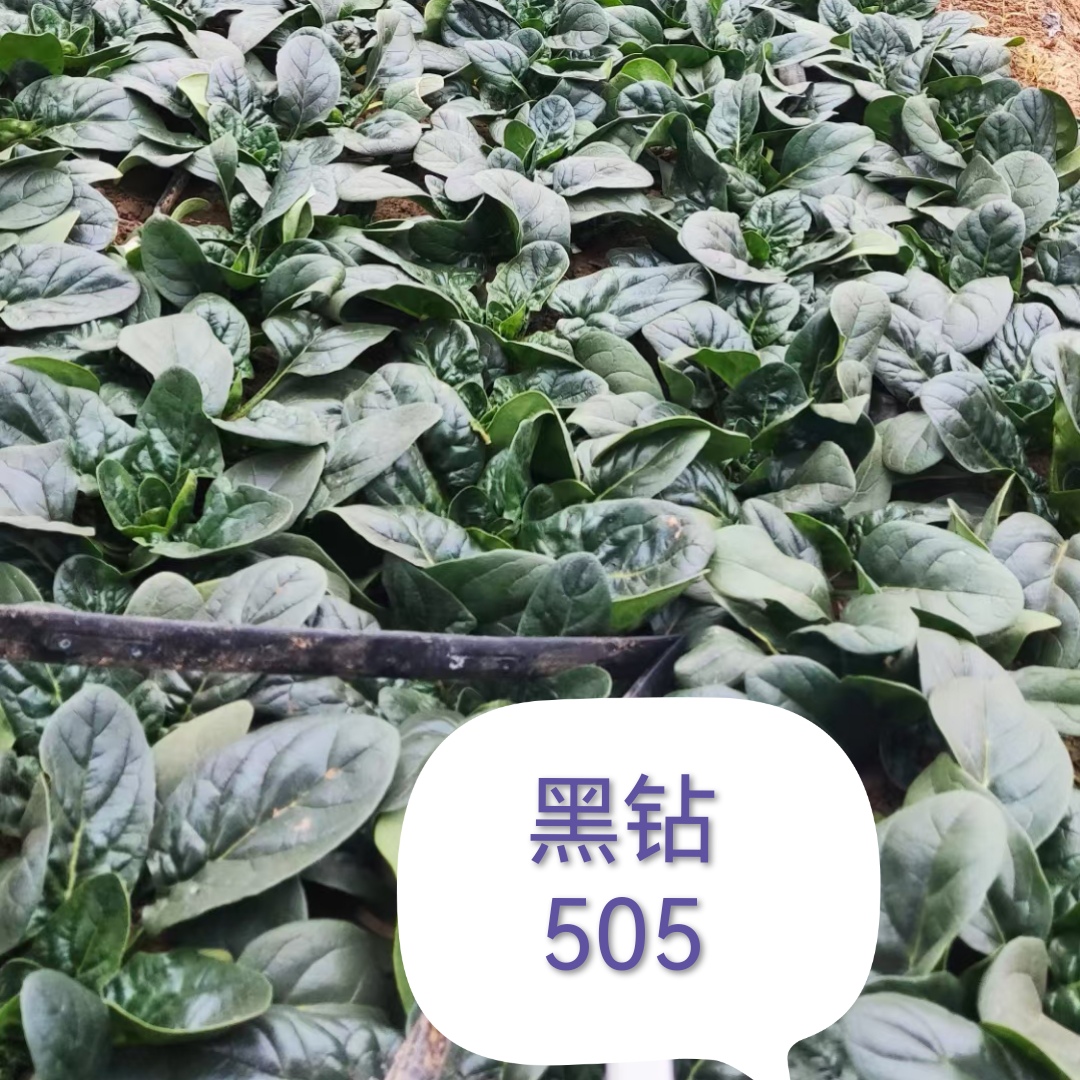 郑研黑钻505菠菜种子半直立型近圆叶叶色深叶片亮早秋越冬种植