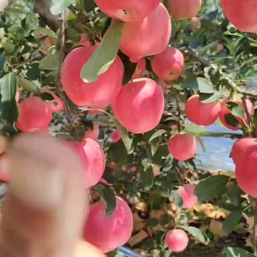 绥中县产地直发，大量有货，嘎啦苹果，甜脆可口