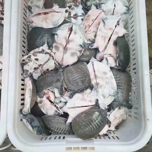 三去甲鱼